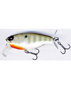 Blue Gill (01)