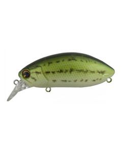 baby bass (119)