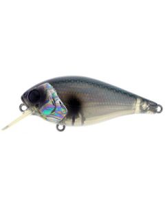 abalone shad (05)